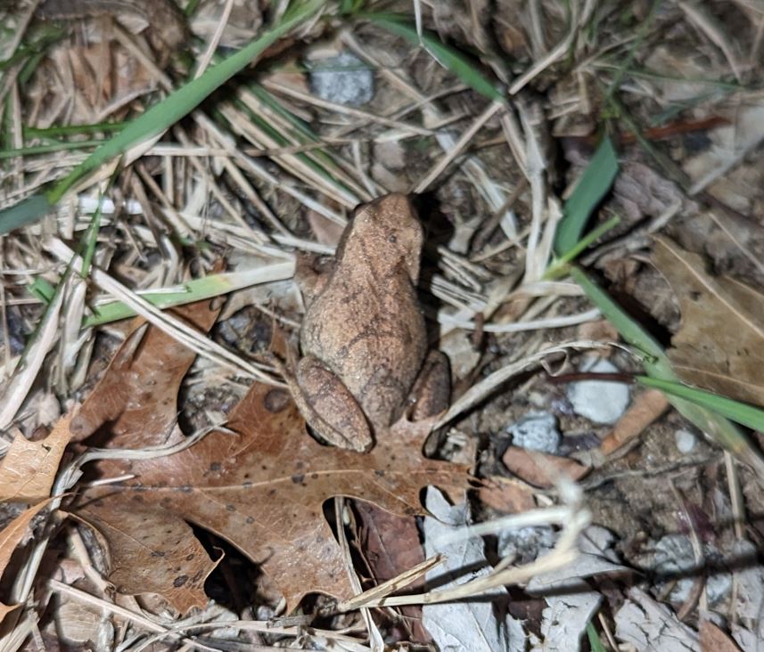 Spring Peeper Frog